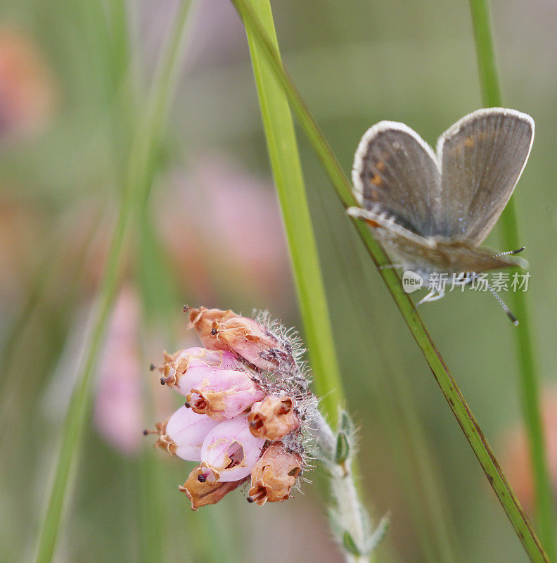 银色镶嵌蓝蝴蝶(Plebejus argus)雌性